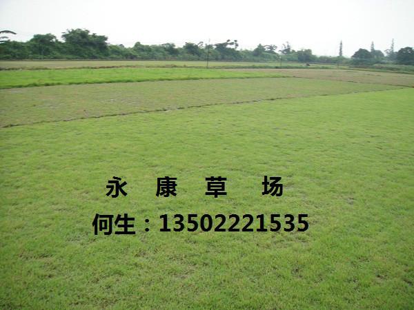 供應(yīng)矮生百慕達(dá)草