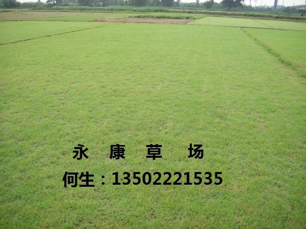 永康草場中山蘭引三號草批發(fā)圖片