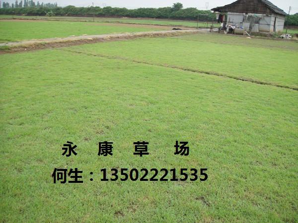 供應(yīng)城市一號(hào)草