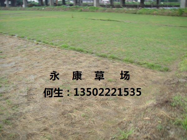 供應(yīng)*草