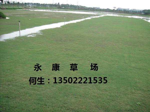 蘭引三號(hào)草