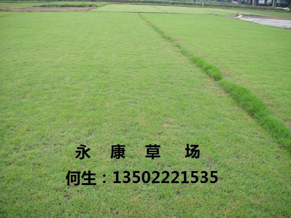 供應(yīng)城市一號(hào)草