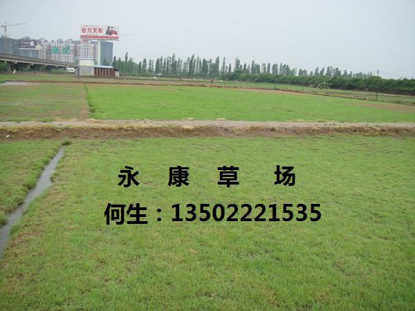 矮生百慕達(dá)草圖片/矮生百慕達(dá)草樣板圖 (2)