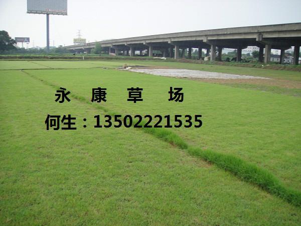 供應(yīng)夏威夷草永康草場(chǎng)專門批發(fā)代理