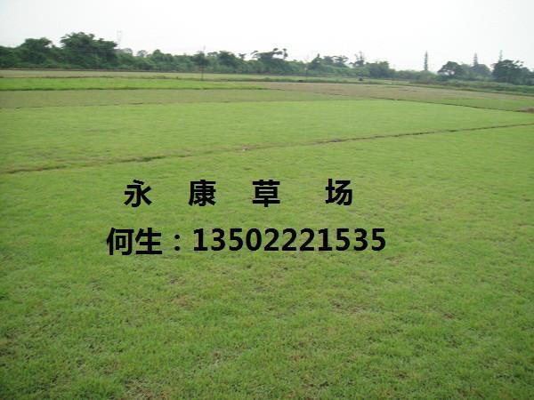 供應(yīng)夏威夷草永康草場(chǎng)專門批發(fā)代理