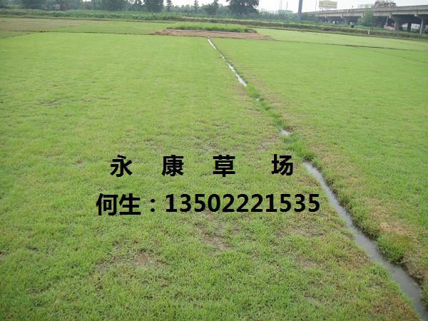永康草場矮生百慕達草批發(fā)價格圖片