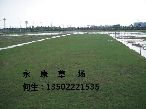 供應廣東中山永康草場*草物美價廉