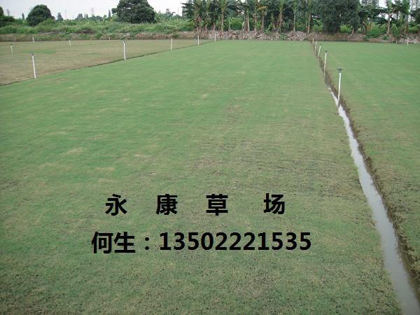 廣東夏威夷草廉價批發(fā)圖片