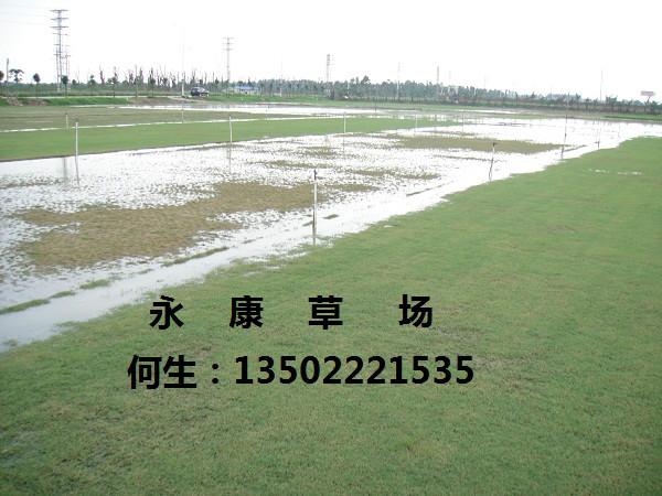 供應(yīng)廣東夏威夷草高爾夫球*草永康草場(chǎng)