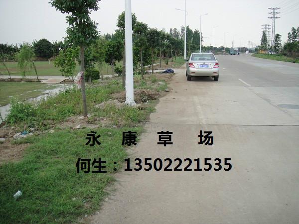 蘭引三號(hào)草