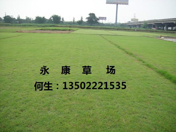 供應(yīng)矮生百慕達(dá)草