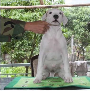 供应纯血统杜高犬后代出售杜高猎犬之王