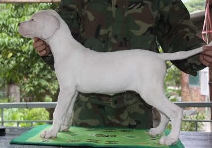 供应杜高犬 杜高犬打猎野猪高手图片