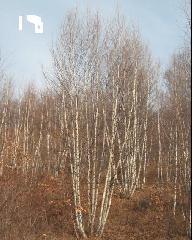 白樺圖片/白樺樣板圖 (2)