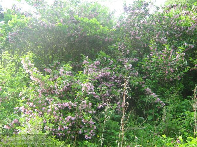 供應(yīng)“山丁子”電聯(lián)15028972792