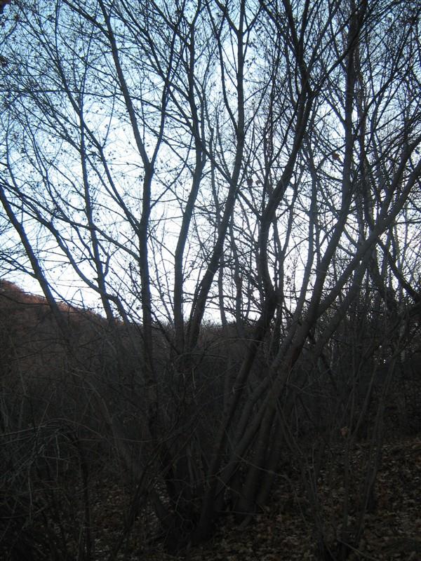 供應“五角楓”河北承德*惠