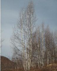 白樺圖片/白樺樣板圖 (3)