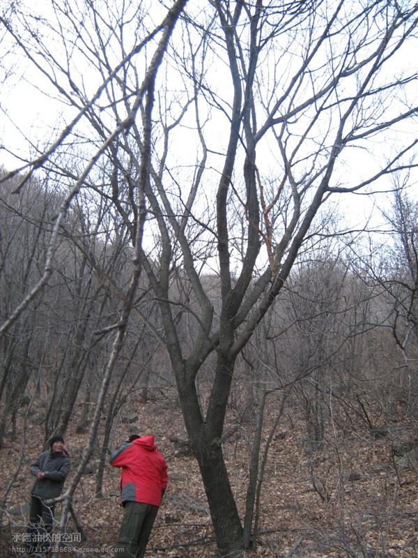 供應五角楓40公分單株