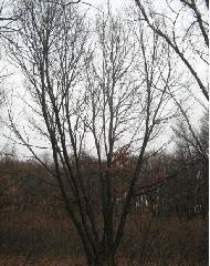 供應(yīng)蒙古櫟20公分叢生