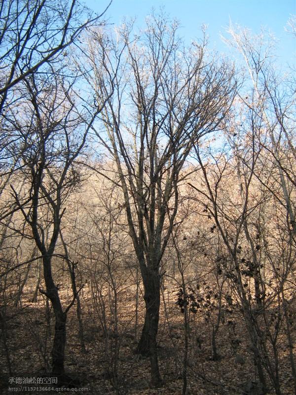 供應(yīng)河北承德（五角楓）山苗