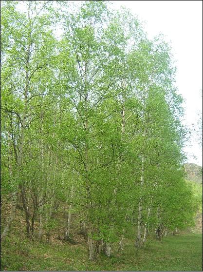 供應(yīng)白樺25公分單株