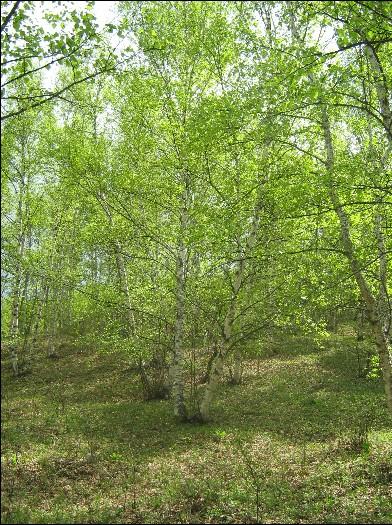 白樺圖片/白樺樣板圖 (4)