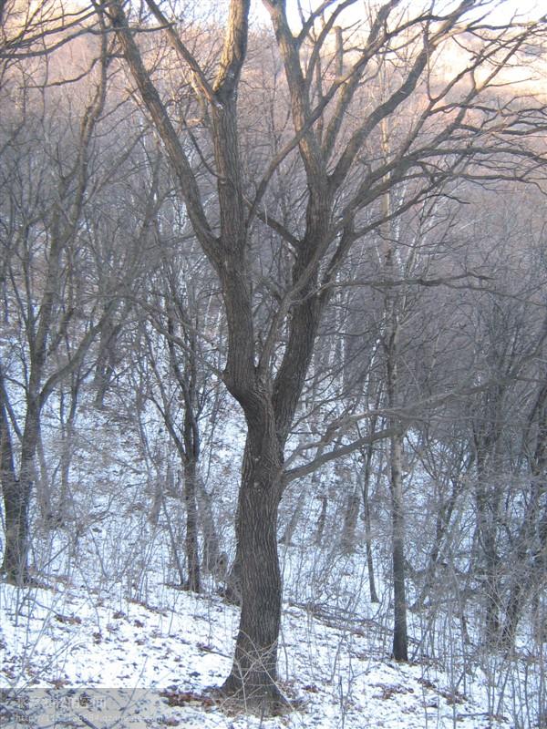 五角楓20公分單株圖片