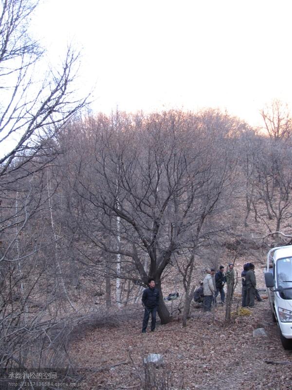 五角楓40公分單株圖片