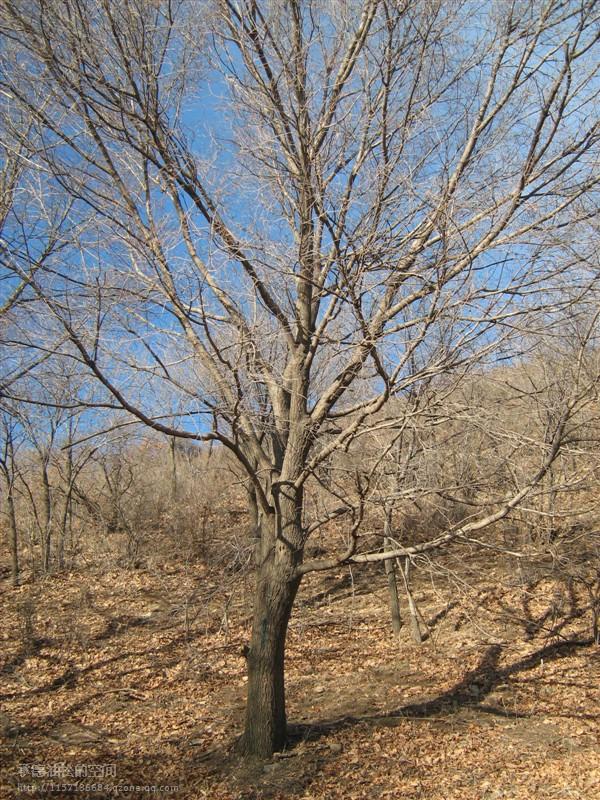 供應(yīng)五角楓35公分單株