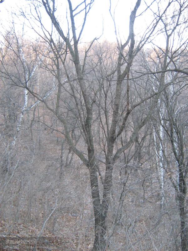 供應(yīng)五角楓15公分單株