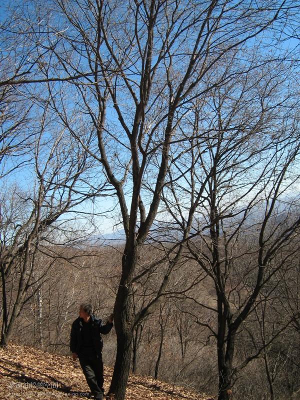 供應“五角楓”河北承德*惠