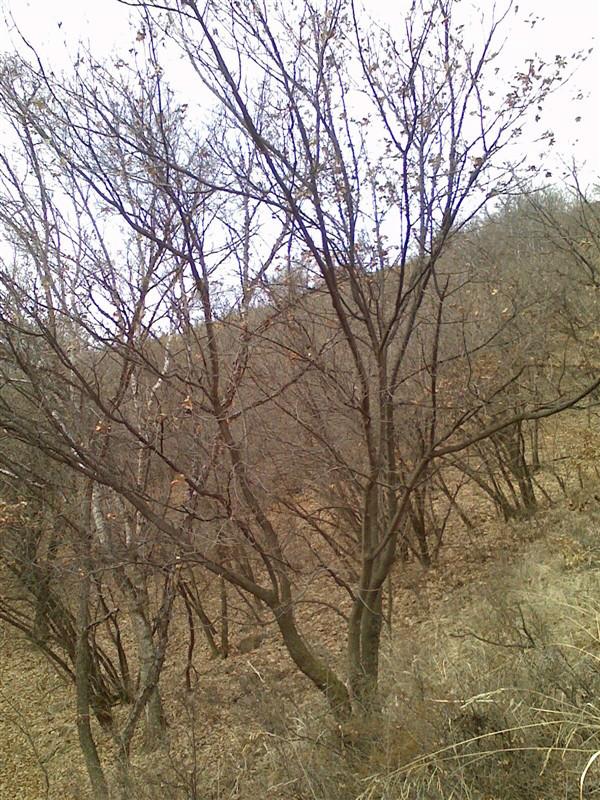 五角楓圃苗圖片/五角楓圃苗樣板圖 (3)