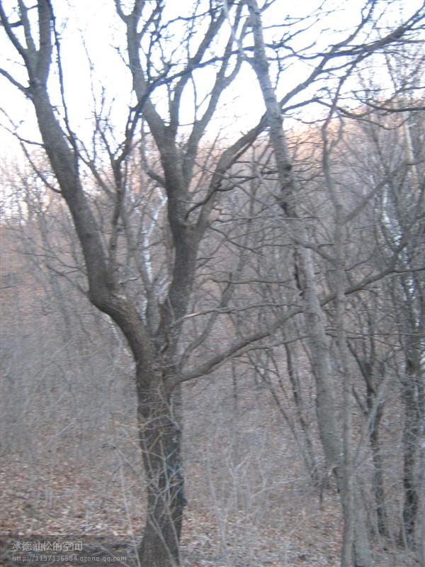 供應(yīng)五角楓15公分單株