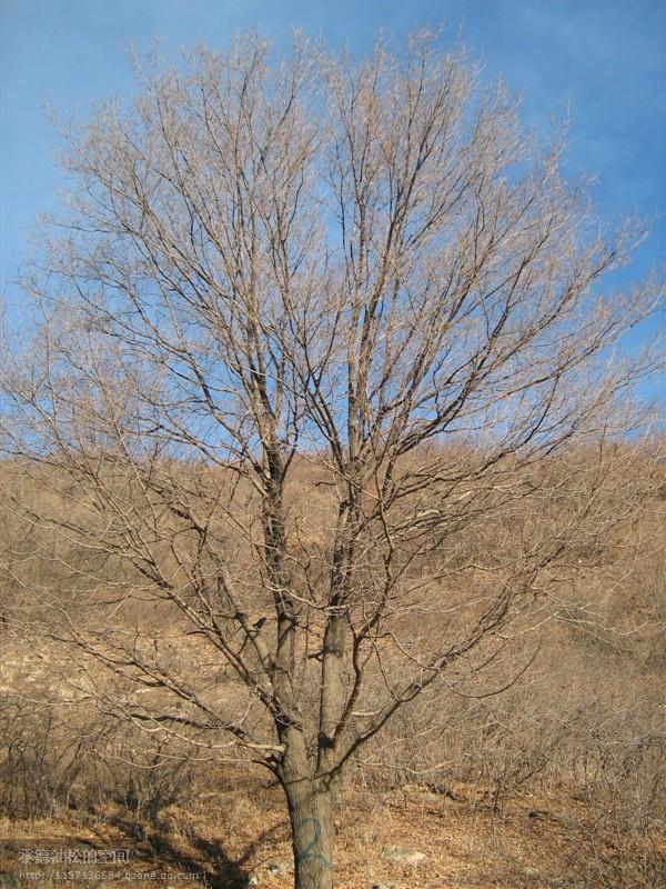 河北元寶楓電聯(lián)15028972792圖片/河北元寶楓電聯(lián)15028972792樣板圖 (4)