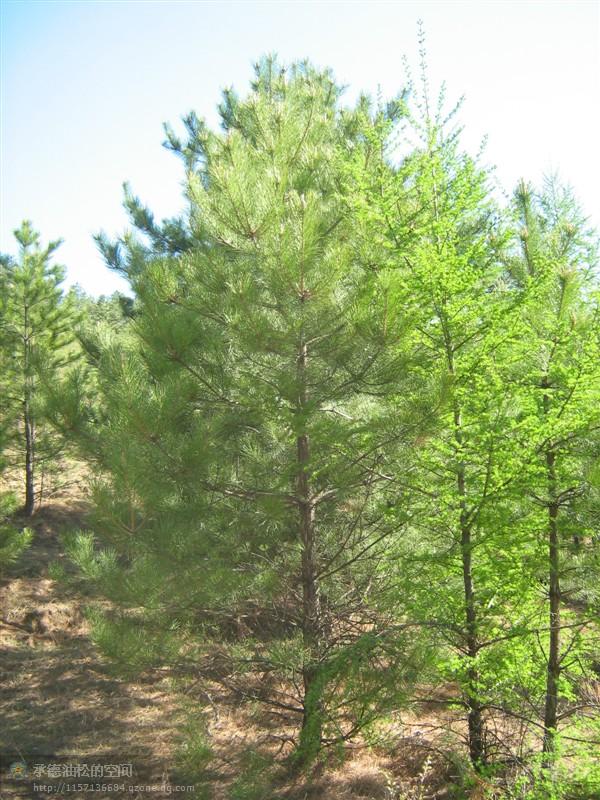 供應(yīng)各種規(guī)格（油松）苗木出售