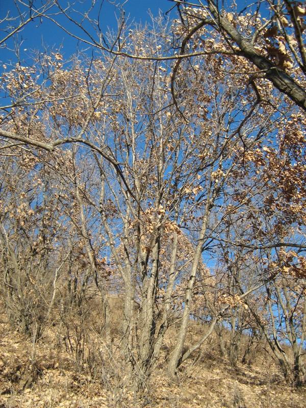 供應(yīng)河北“蒙古櫟”單株15028972792