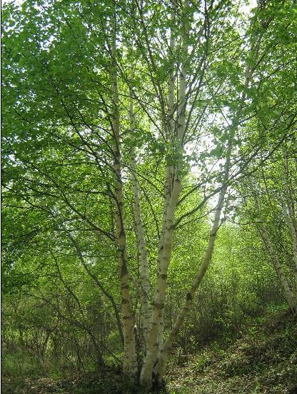 白樺圖片/白樺樣板圖 (4)