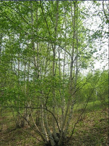 隆化圖片/隆化樣板圖 (3)