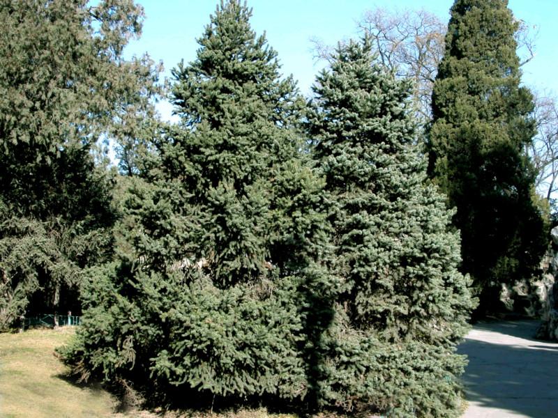 供應(yīng)云杉河北批量出售