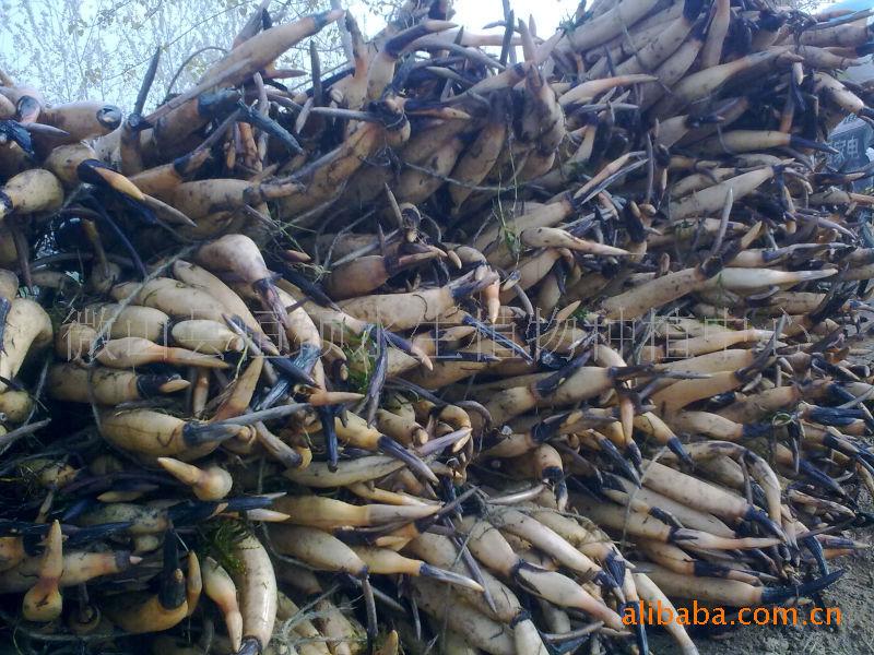 供應(yīng)山東省微山湖原生態(tài)*蓮藕