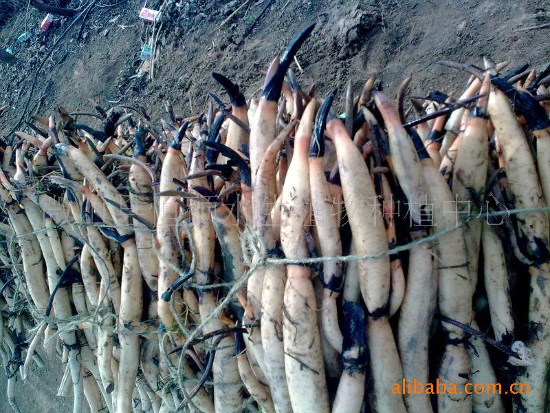 供應(yīng)山東省微山湖原生態(tài)*蓮藕