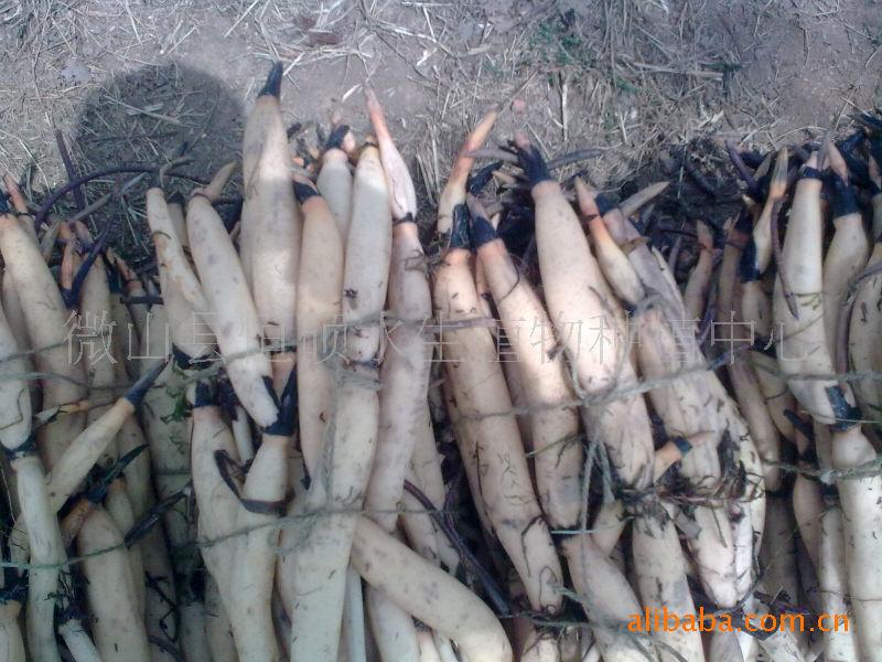 供應(yīng)山東省微山湖原生態(tài)*蓮藕