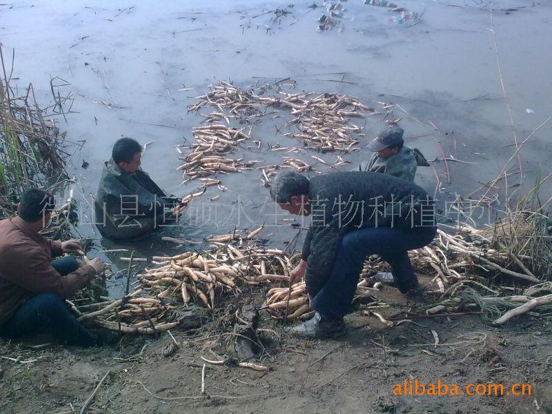 供應(yīng)山東省微山湖原生態(tài)*蓮藕