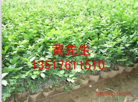 2年生優(yōu)質(zhì)重瓣茉莉花苗圖片