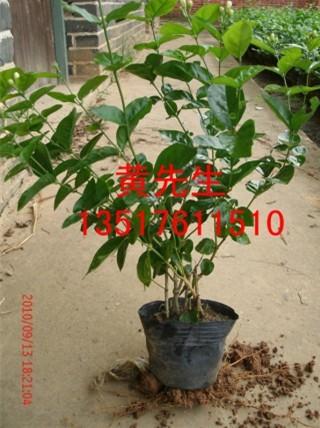 供應1-4年生優(yōu)質重瓣茉莉花苗