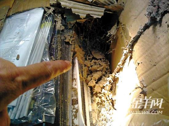 供應春季防蟻工作你做了嗎？如發(fā)現(xiàn)白蟻請致電澳華