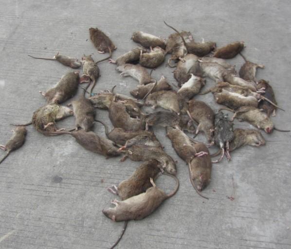 供應(yīng)臭蟲(chóng)殺蟲(chóng)劑 *環(huán)保殺臭蟲(chóng) 效果佳 成本低