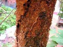 石碣殺蟲公司圖片