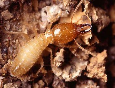 4月至6月是白蟻活躍期 *請專業(yè)的機構滅蟻（東莞澳華滅白蟻公司）