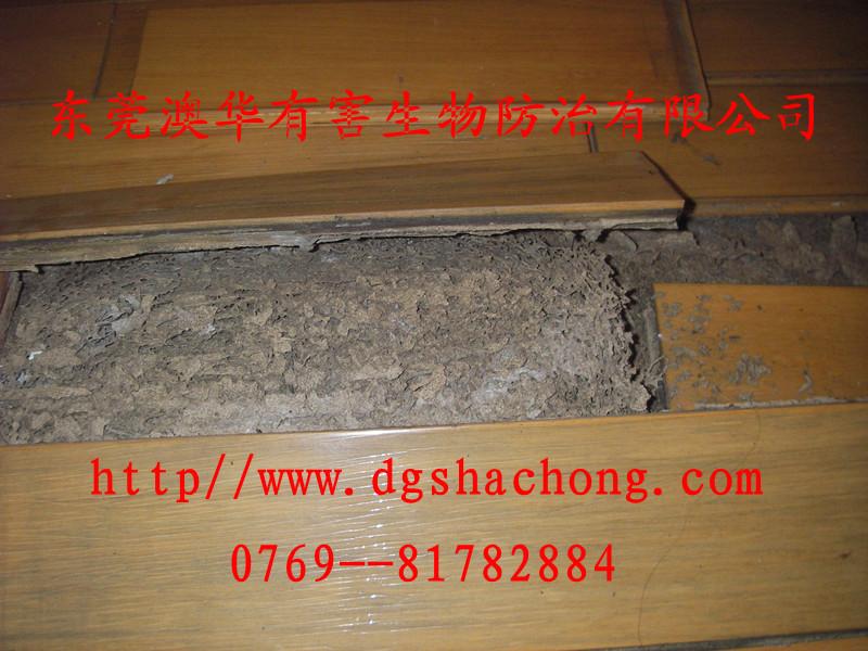 東城家庭滅白蟻圖片